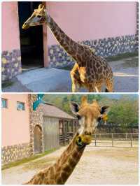 青島森林野生動物世界，萌獸大賞等你來撩。
