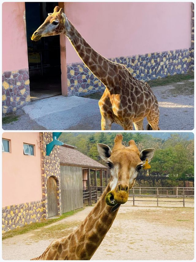 青島森林野生動物世界，萌獸大賞等你來撩。