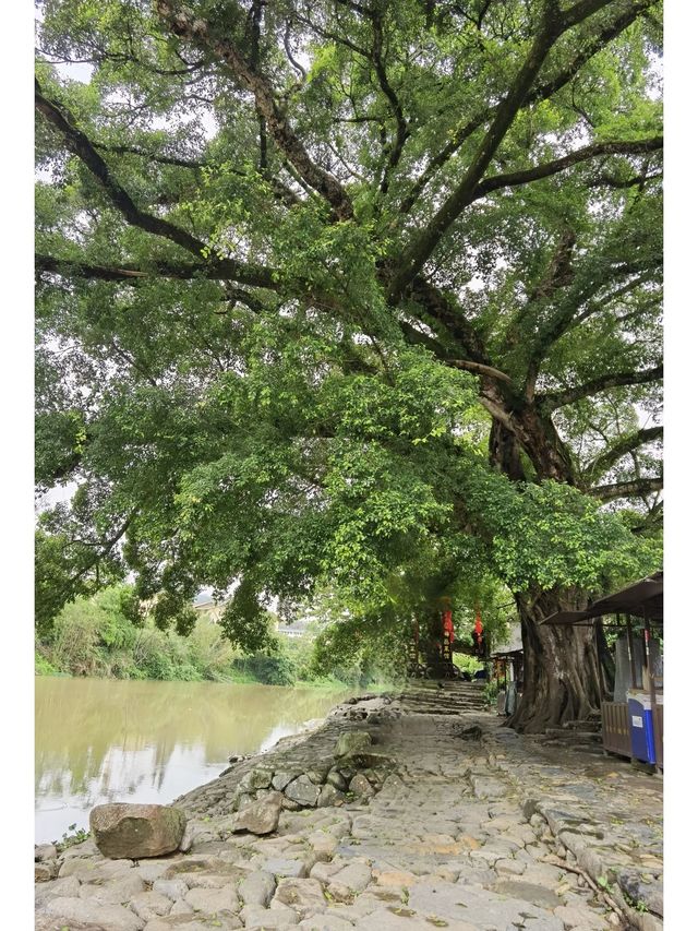 6天暢遊泉州-廈門-鼓浪嶼 超詳細攻略帶你玩轉三地。