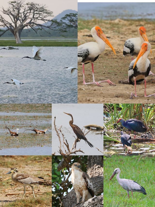 斯里蘭卡本達拉國家公園，野生動物的奇幻世界。