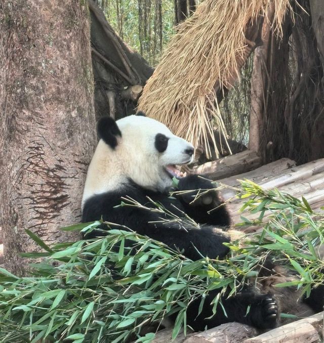 救命！姊妹們！重慶動物園，這些觀賞技巧你不得不知！。