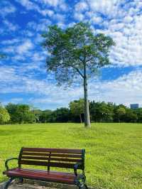 廣東深圳蓮花山公園｜美極了，賞花不走回頭路！。