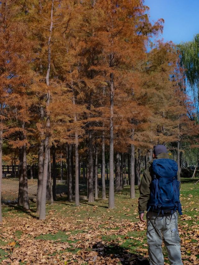 在鄭州，墜入油畫中的天鵝湖