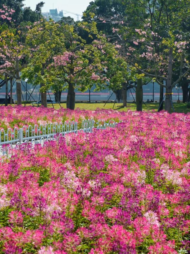 二沙島醉蝶花盛開了