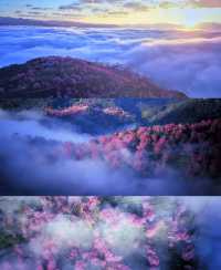 無量山櫻花谷冬日浪漫