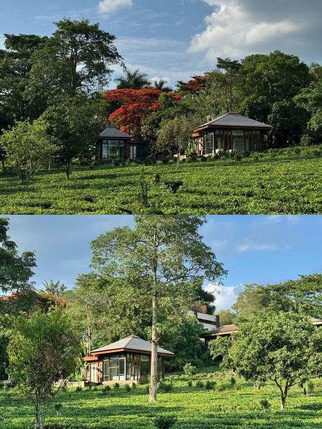 景邁山這家隱秘酒店，讓我睡進了普洱茶園