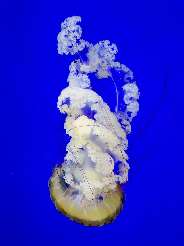 亞特蘭大喬治亞水族館｜親子遊的絕佳選擇