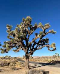 約書亞樹國家公園 | Joshua tree