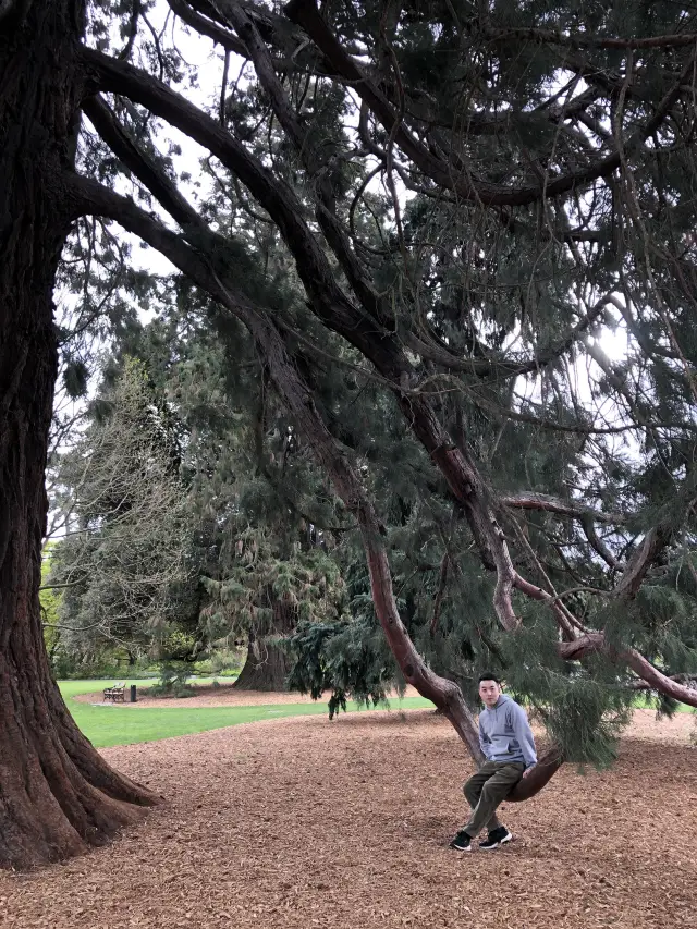 A Stroll in Hagley Park, Christchurch