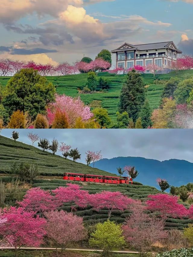 美哭《國家地理》的櫻花茶園在這裡!