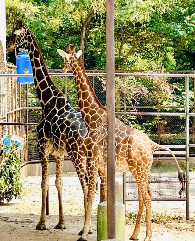 人生建議：一定要去一次南京紅山動物園！