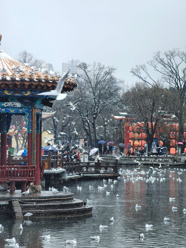 昆明大觀公園雪景如畫