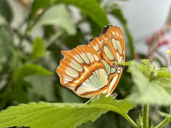 Exploring the Unique Experience at London Zoo