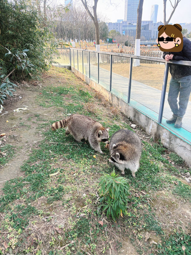 市區公園裏藏了個動物園！這也太超前了吧！