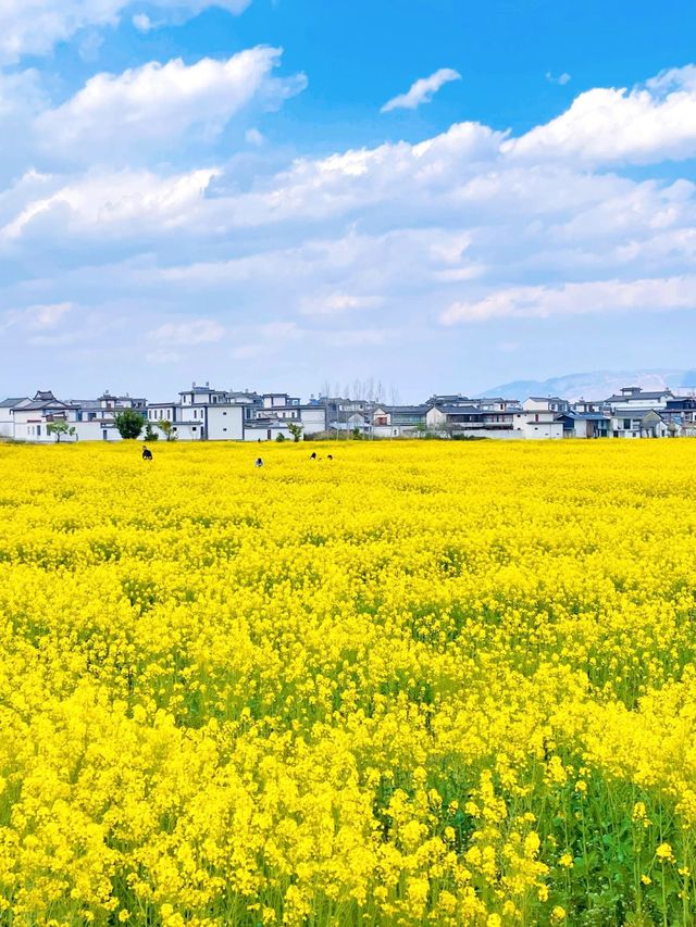 大理蒼山下的免費油菜花田美得令人落淚