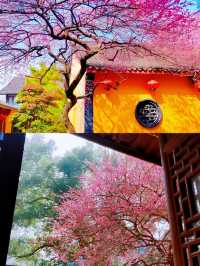尋梅還得來鐵佛寺，一花一禪心！