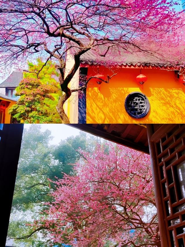 尋梅還得來鐵佛寺，一花一禪心！