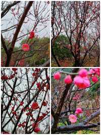 在真如公園遇見「梅」好—踏雨尋梅