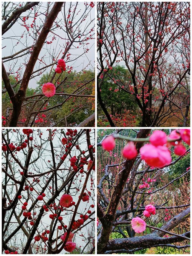 在真如公園遇見「梅」好—踏雨尋梅