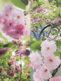 總結了近兩年武漢各個公園櫻花開放時間