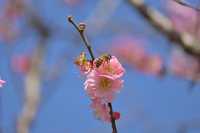 桂林西山公園的臘梅開啦 