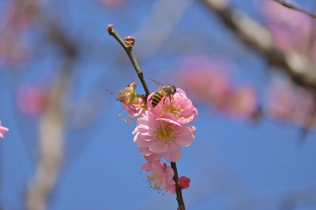 桂林西山公園的臘梅開啦 