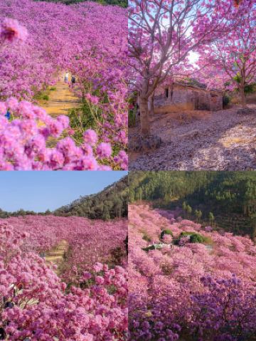 誰懂廣東最美的粉紅色花海真的是現實版世外桃源