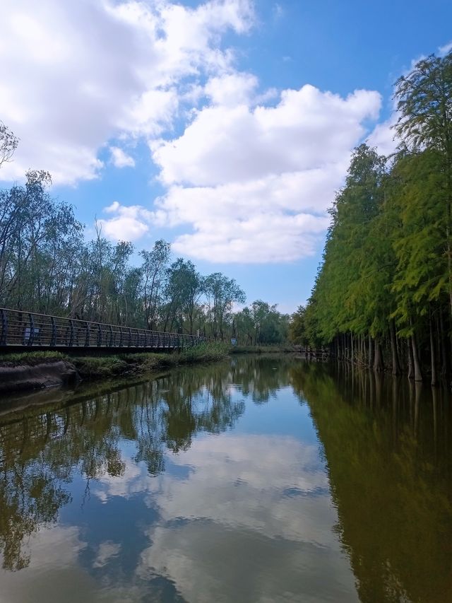 崇明島西沙濕地～一個畫一樣嘅地方