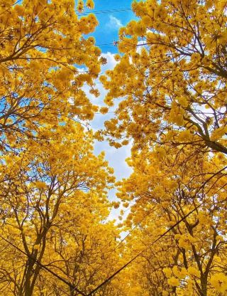 No need to go to Dali or Wuyuan! This small town in Guangdong is bursting with flowers.