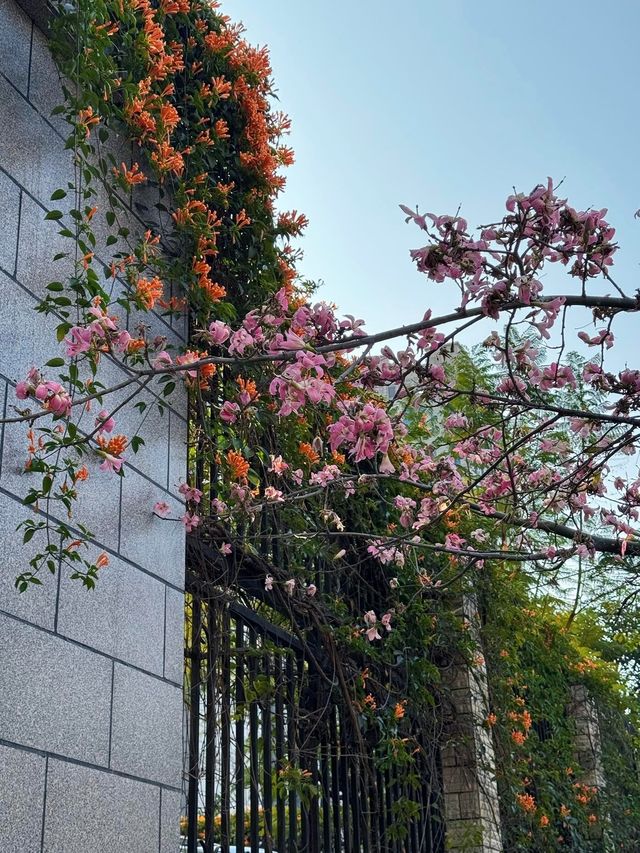 攀枝花