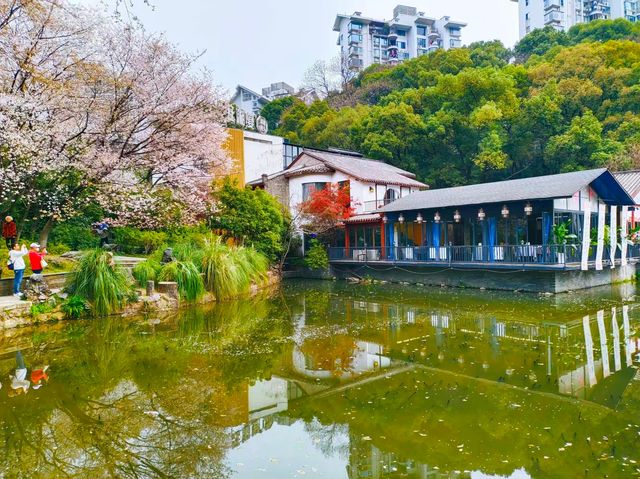 望月公園賞櫻花