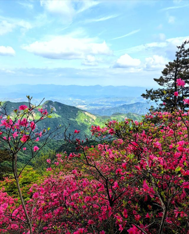 龜峰山的四月不要錯過呀
