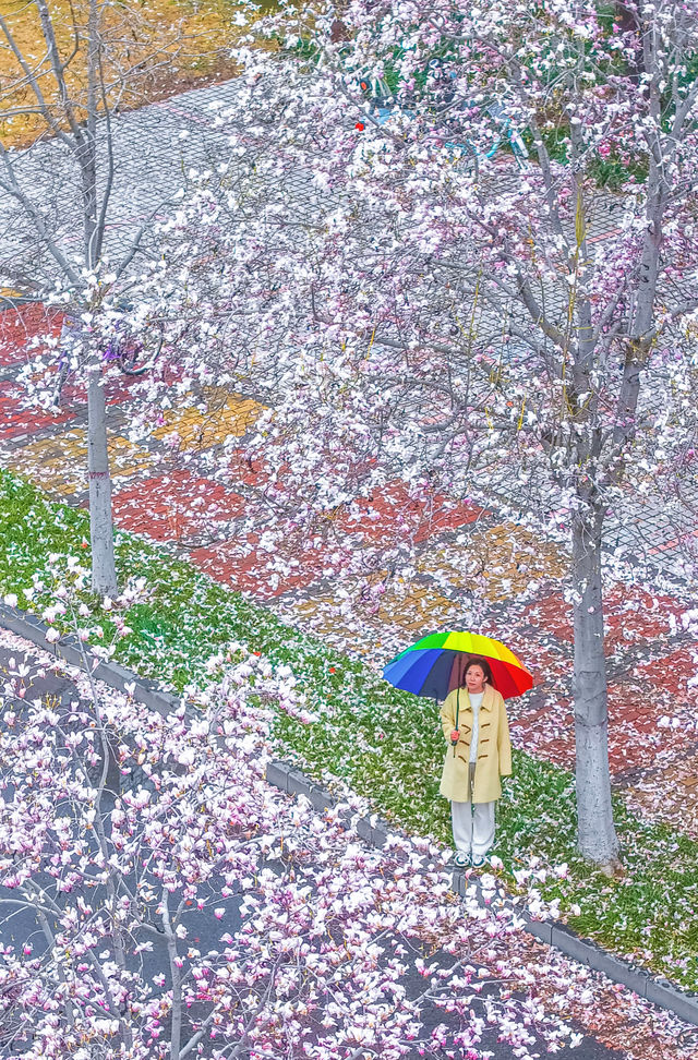 不知道鄭大的玉蘭花，能不能撐得過這場春雪