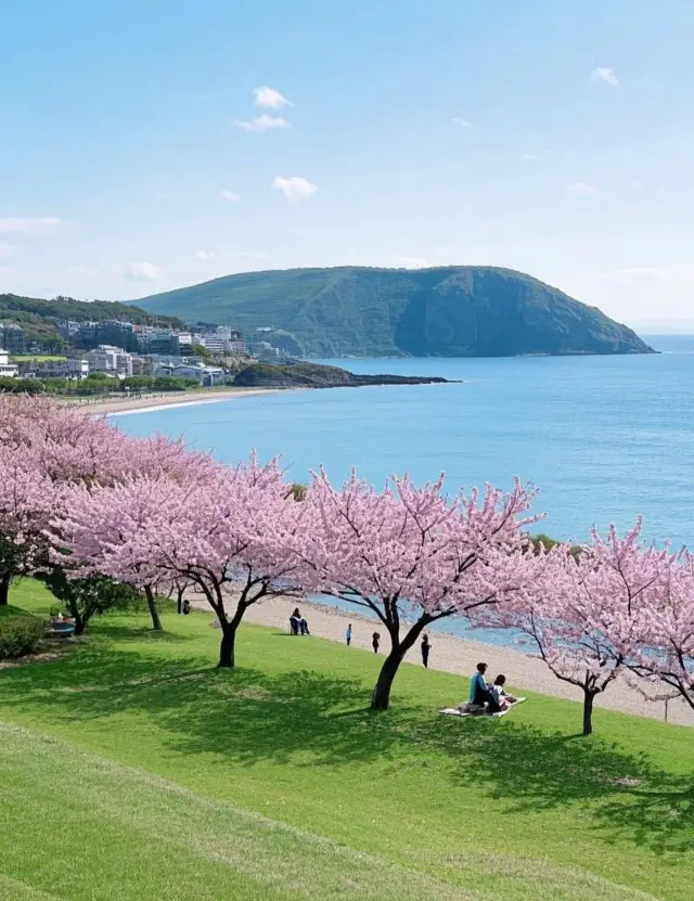 Encounter spring in Jeju, and fall into a painting of flowers and sea.