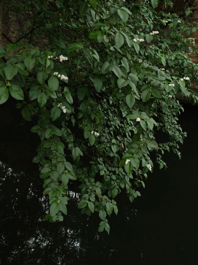 重慶鵝嶺公園