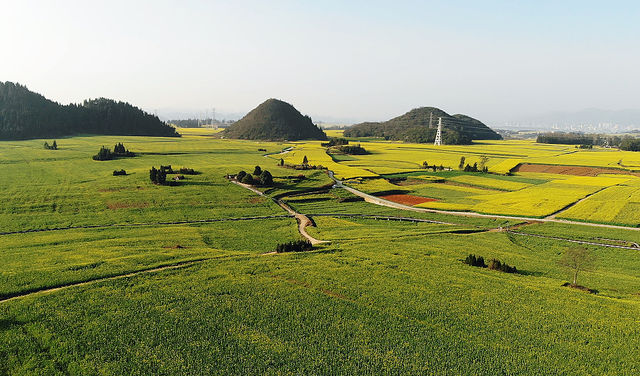 羅平金雞峰叢賞油菜花