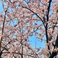 巨新‼️別去東湖櫻園人擠人了🌸這裡更好拍