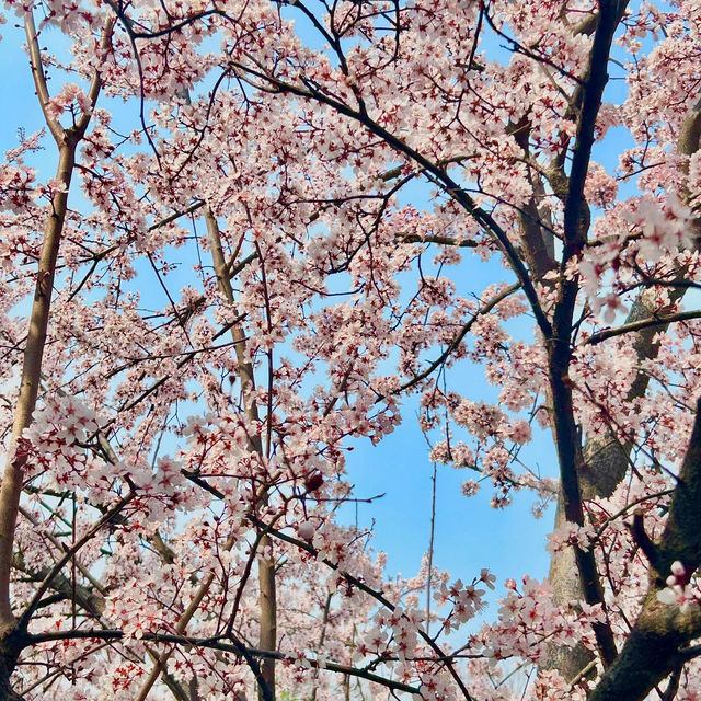 巨新‼️別去東湖櫻園人擠人了🌸這裡更好拍