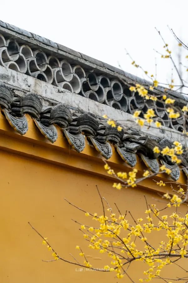 Discover the Best Spot for Plum Blossoms in Jinhua!