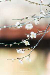 A Journey to Mingzhao Temple for the Blooming Plum Blossoms