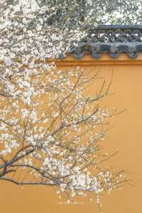 Discover the Top 5 Stunning Plum Blossom Spots in Jinhua!