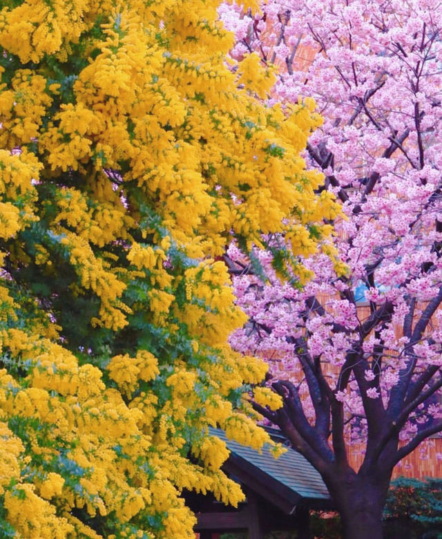 蔵前神社⛩️：春のミモザと桜の共演！
