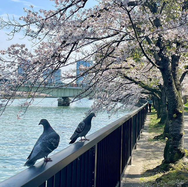 🌸限定浪漫 | 大阪毛馬櫻之宮公園，錯過等一年！