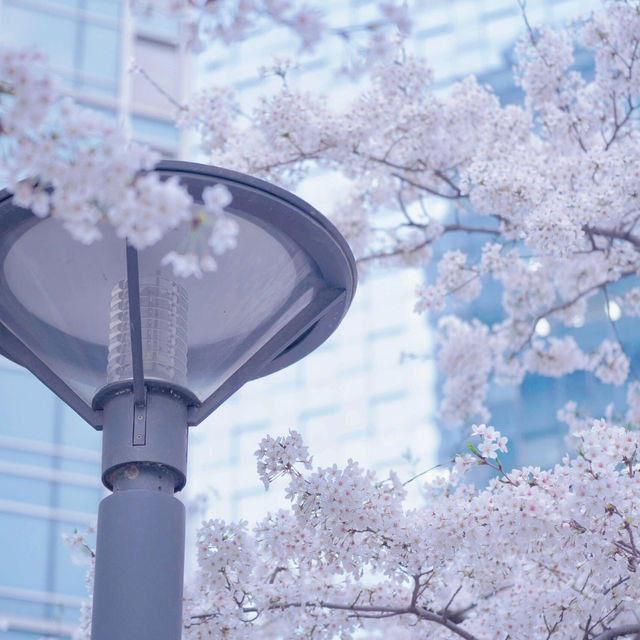 韓國旅行|正讀圖書館的櫻花封神啦！🌸