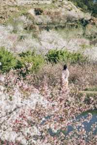 紹興這個村子的櫻花公路驚艷了春天