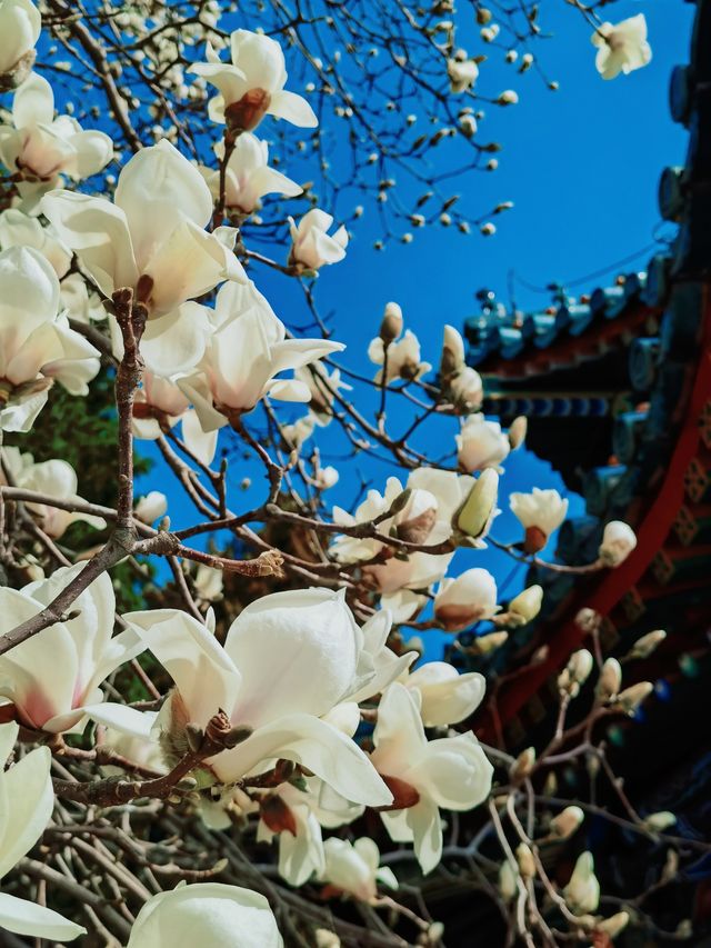 不走回頭路 普渡寺太廟中山公園玉蘭賞花路線