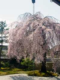 Discover 13 Stunning Cherry Blossom Spots in Kyoto for 2025