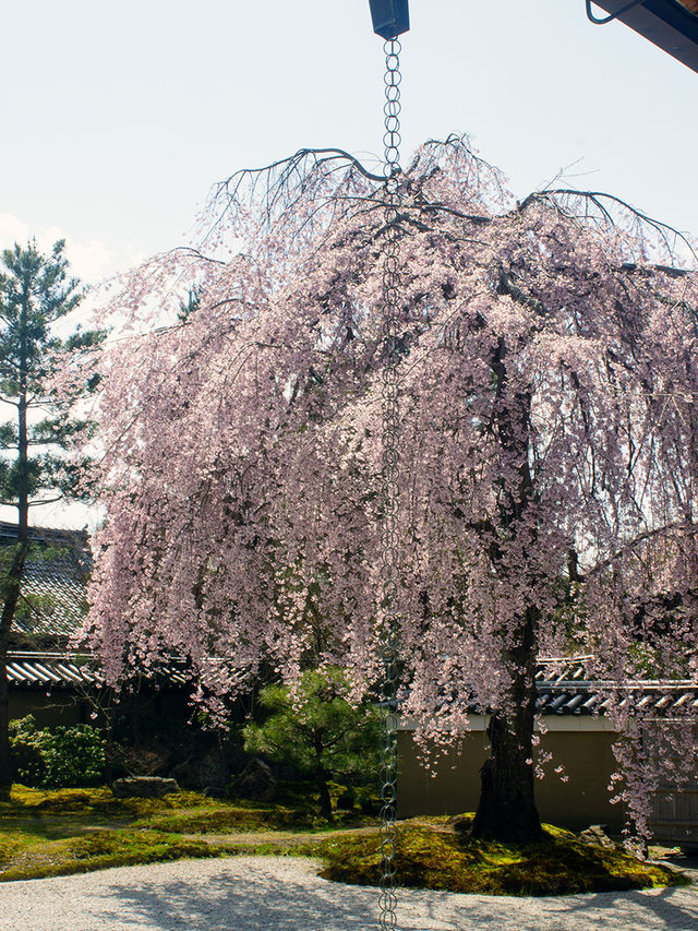 Discover 13 Stunning Cherry Blossom Spots in Kyoto for 2025