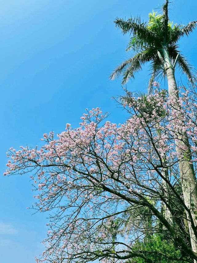 台北——天元宮賞櫻！