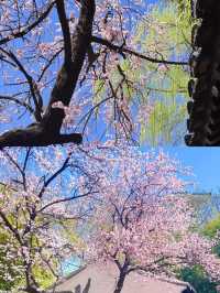 3.23實況，紫竹院杏梅真係好靚🌸